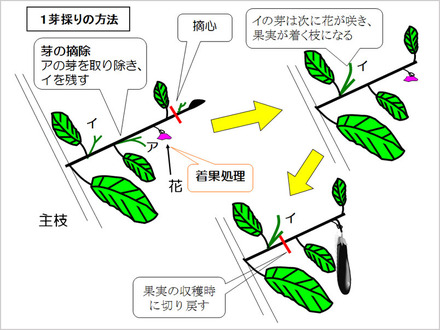 促成ナス栽培の作業体系のポイント 野菜編 果菜類編 農作業便利帖 みんなの農業広場