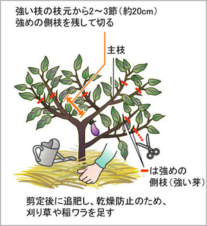 今月の農作業 ７月 今月の農作業編 農作業便利帖 みんなの農業広場