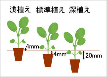 キャベツセル苗の深植えによる根系発達と耐倒伏性の向上 注目の農業技術 みんなの農業広場 モバイル版