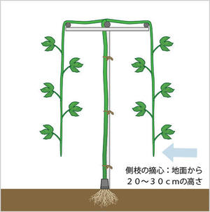 パッションフルーツ栽培 露地栽培１年１作型 野菜 果樹編 農作業便利帖 みんなの農業広場 モバイル版