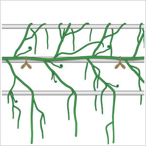 パッションフルーツ栽培 露地栽培１年１作型 野菜 果樹編 農作業便利帖 みんなの農業広場 モバイル版