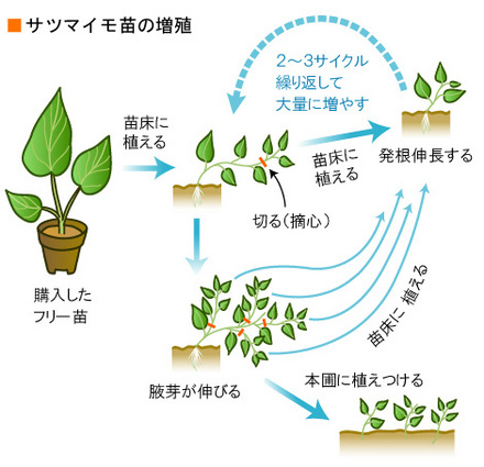 さつま芋 の 育て 方