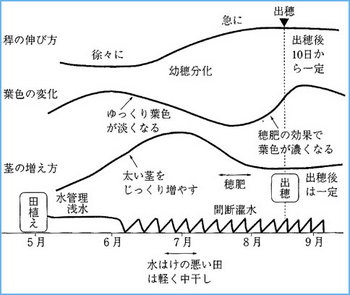 コシヒカリ 安定多収 良質の稲栽培法の基本 稲編 農作業便利帖 みんなの農業広場 モバイル版