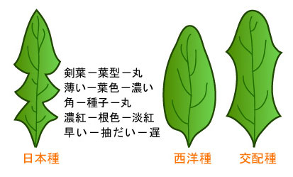 ホウレンソウ アカザ科 葉茎菜類編 農作業便利帖 みんなの農業広場