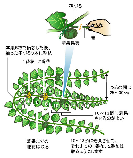 カボチャ ウリ科 果菜類編 農作業便利帖 みんなの農業広場 モバイル版