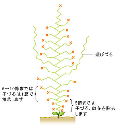 キュウリ ウリ科 果菜類編 農作業便利帖 みんなの農業広場 モバイル版