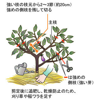 ナス ナス科 家庭菜園編 農作業便利帖 みんなの農業広場