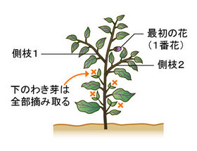 ナス ナス科 家庭菜園編 農作業便利帖 みんなの農業広場 モバイル版