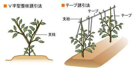 ナス ナス科 家庭菜園編 農作業便利帖 みんなの農業広場