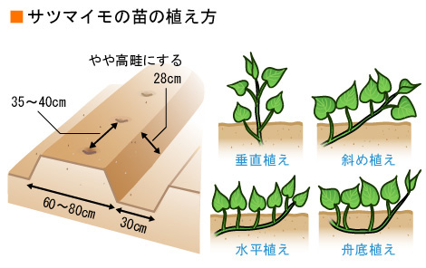 栽培 さつまいも