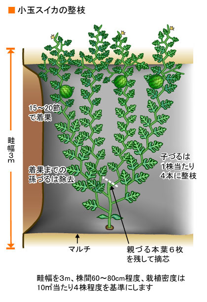 スイカ ウリ科 果菜類編 農作業便利帖 みんなの農業広場 モバイル版