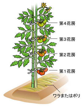 トマト ナス科 果菜類編 農作業便利帖 みんなの農業広場 モバイル版