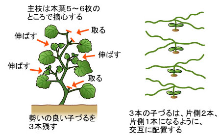 プリンスメロンの作り方 家庭菜園向け 果菜類編 農作業便利帖 みんなの農業広場