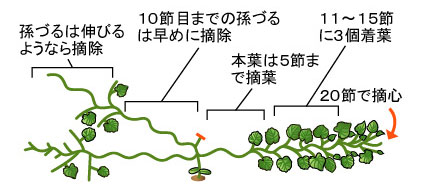 プリンスメロンの作り方 家庭菜園向け 果菜類編 農作業便利帖 みんなの農業広場