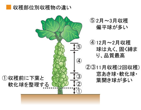 芽キャベツ アブラナ科 葉茎菜類編 農作業便利帖 みんなの農業広場 モバイル版