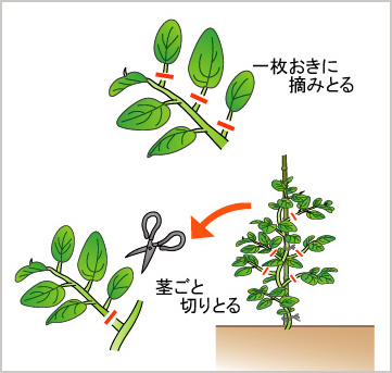 ツルムラサキ の 育て 方 ツルムラサキの育て方 種まきや苗の植え方は プランター栽培もできる Greensnap グリーンスナップ