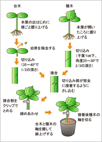 キュウリの施設栽培の作業のポイント 野菜編 果菜類編 農作業便利帖 みんなの農業広場