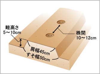 アスパラガス キジカクシ科 葉茎菜類編 農作業便利帖 みんなの農業広場 モバイル版