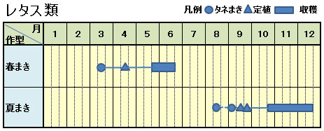 レタス キク科 葉茎菜類編 農作業便利帖 みんなの農業広場 モバイル版